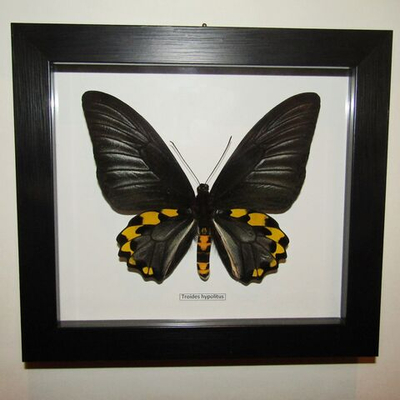 Бабочка Troides hypolitus самец в рамке