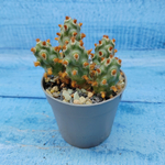 Tephrocactus Molinensis Red Glochids (Тефрокактус)