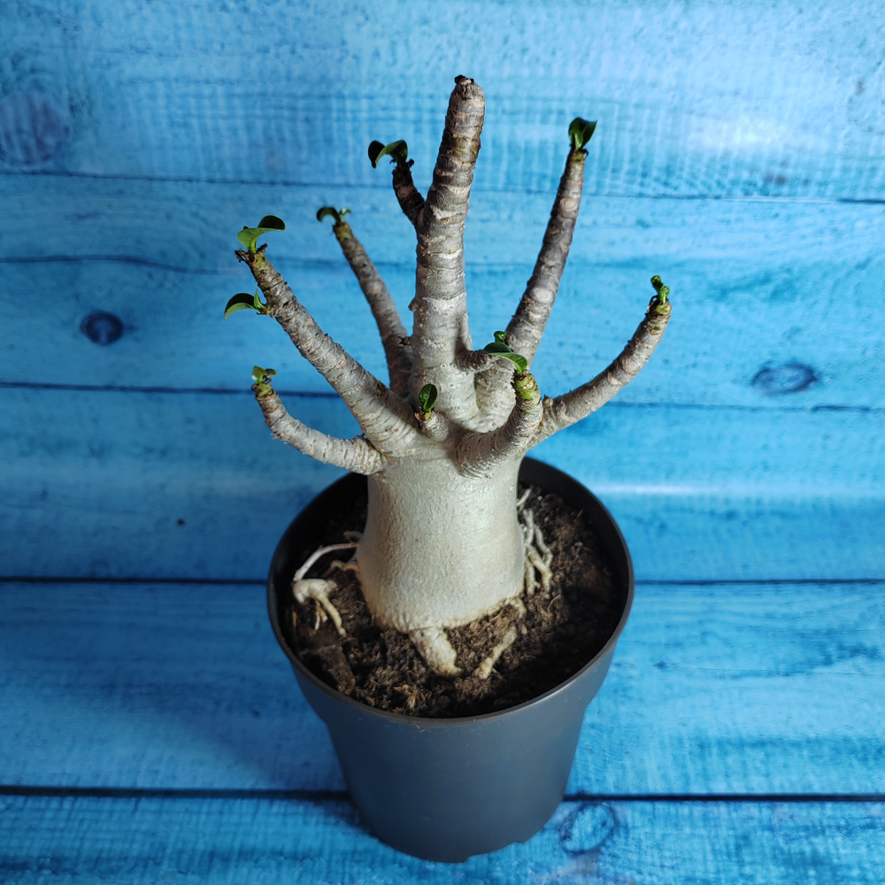 Adenium Baobab (Адениум)