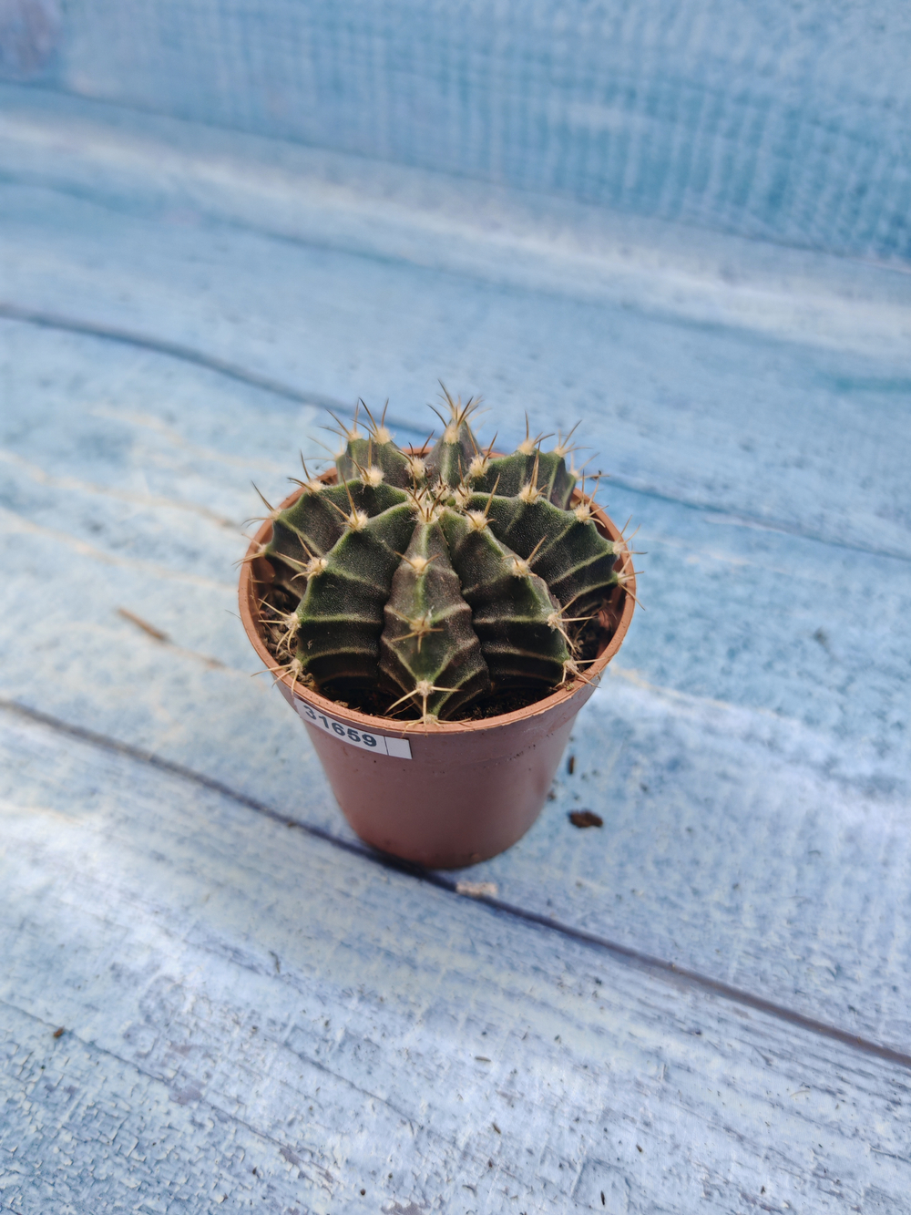 Gymnocalycium Friedrichii (Гимнокалициум)