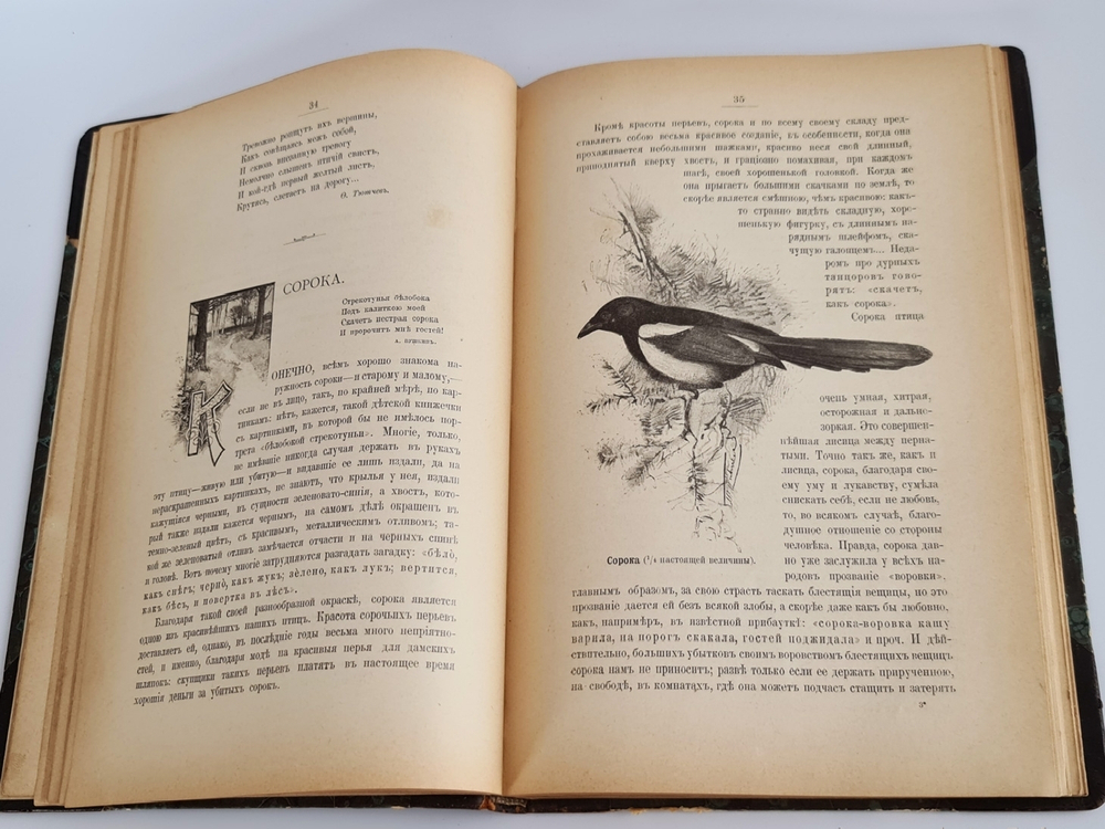 "Из родной природы". Д.Н.Кайгородов. 1907г.