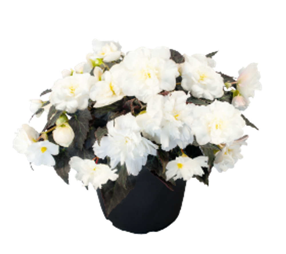 Бегония клубневая Нон-Стоп Джой Мокка F1 Белая 5шт Мировые Семена VITA GREEN