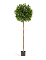 Лавр круглый на высоком стволе