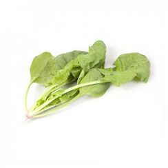 ПУМА F1 семена шпината (Rijk Zwaan | Alexagro)