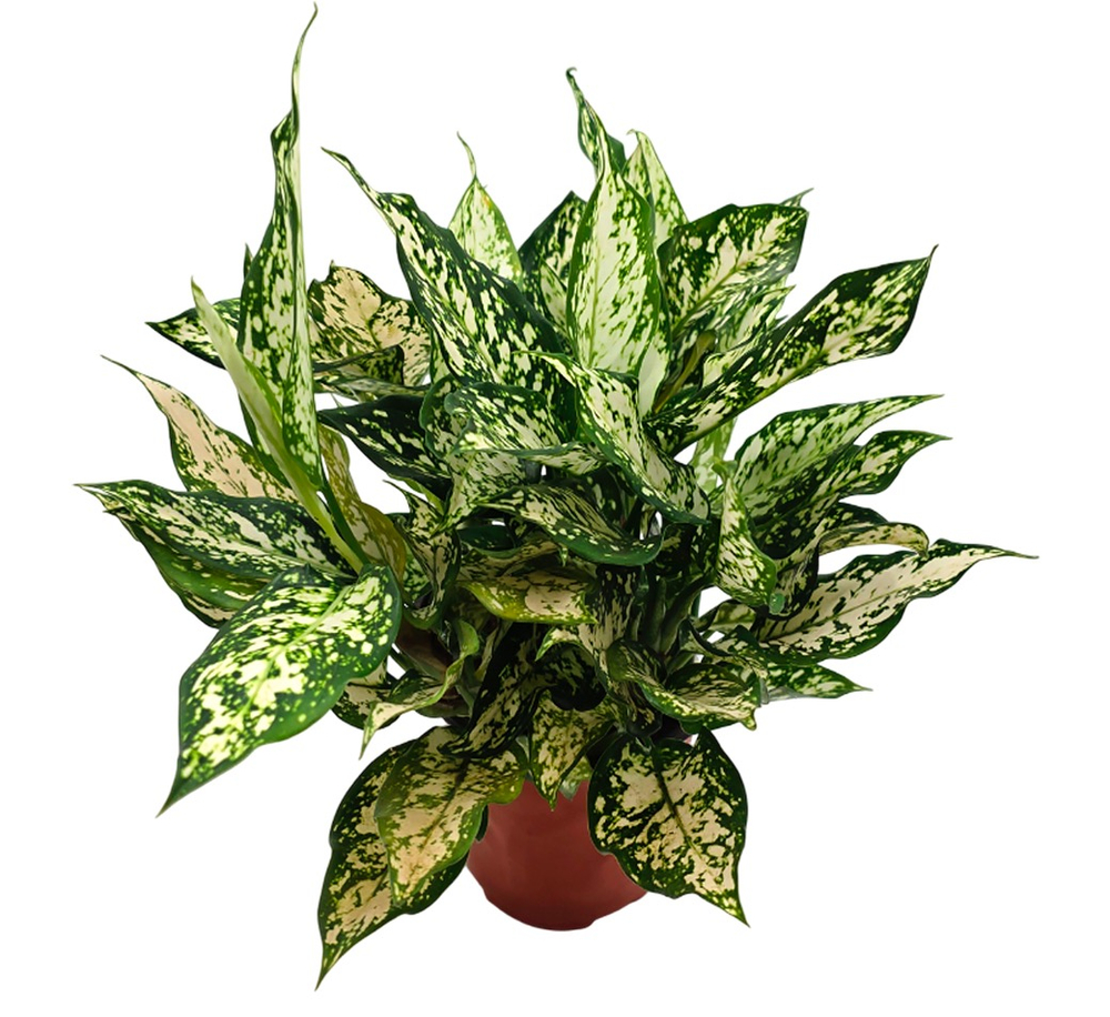 Аглаонема Вайт Энджел