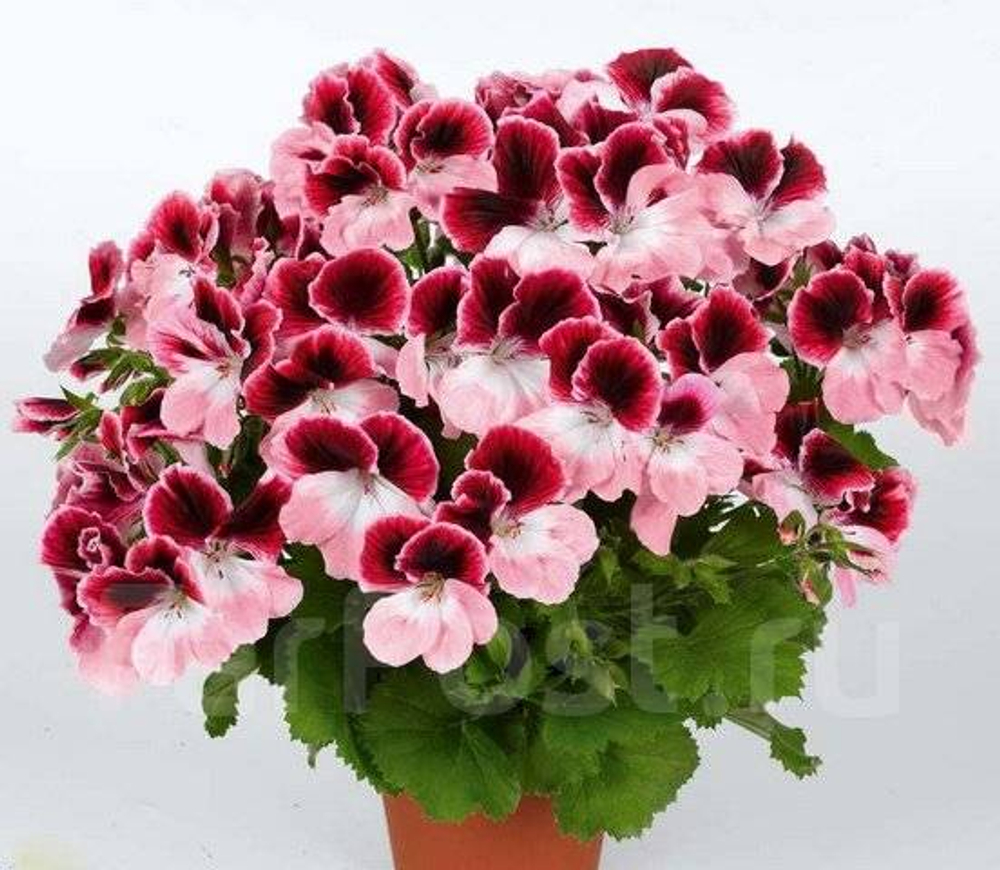 Пеларгония королевская PAC Aristo Darling ОКС укорененный черенок