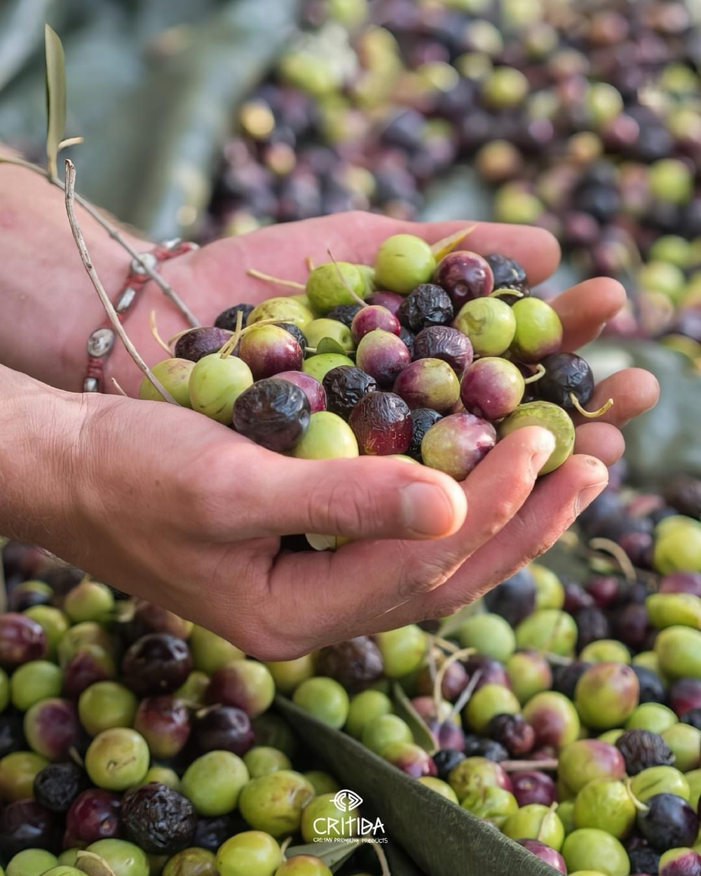 Оливковое масло Critida Sitia 02, ж/б, Греция