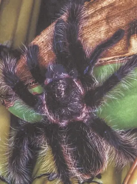 ЭНЦИКЛОПЕДИЯ ДЛЯ ДЕТЕЙ новые. НАШИ ЛЮБИМЫЕ ПИТОМЦЫ