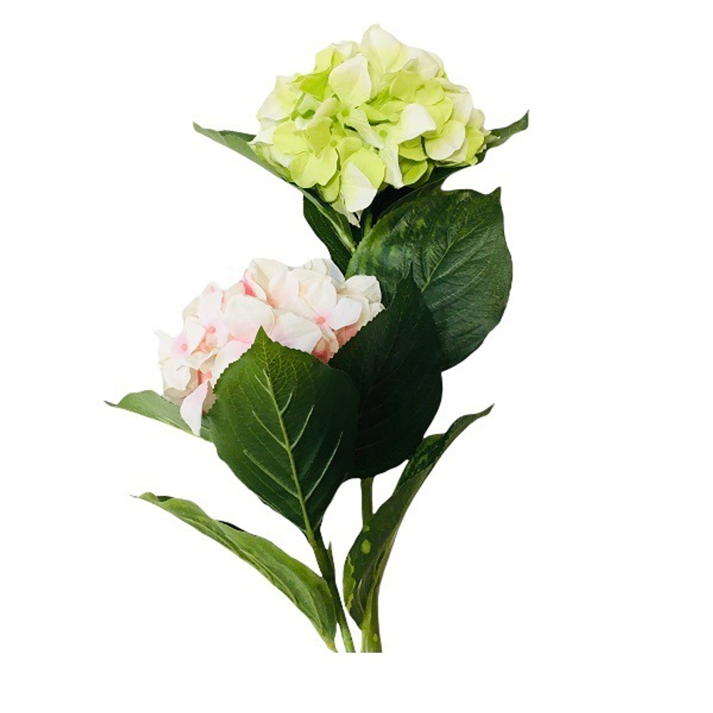 Гортензия Белла