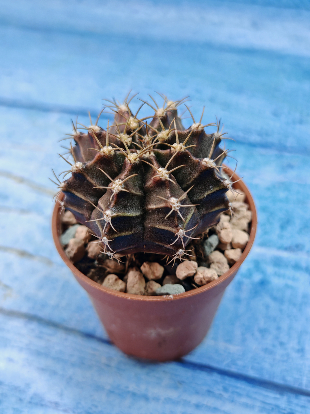 Gymnocalycium Friedrichii (Гимнокалициум)