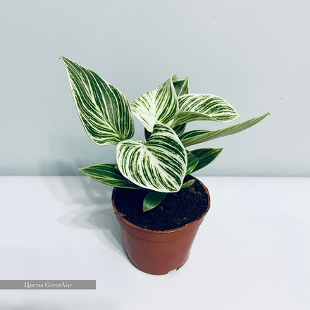 Филодендрон Биркин Платинум