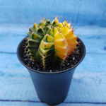 Gymnocalycium Variegata (Гимнокалициум Вариегатный)