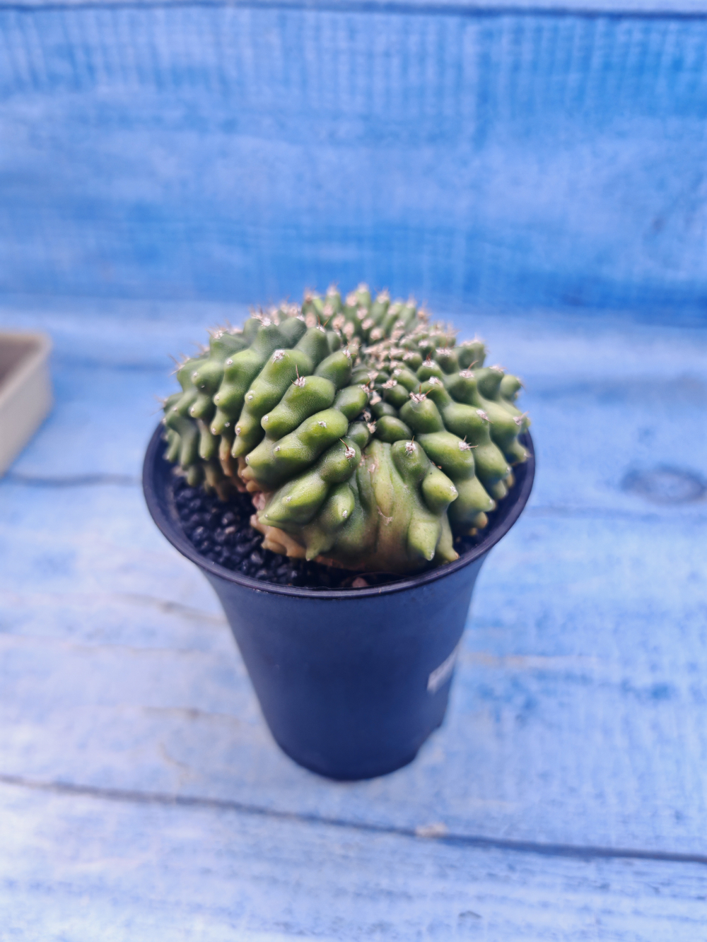 Gymnocalycium Spineless Crested form (Гимнокалициум)
