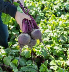 БОХАН F1 семена свеклы (Bejo | Alexagro)