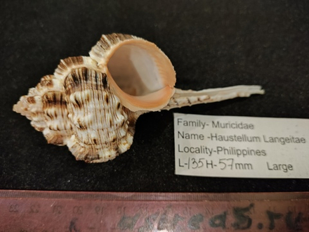 Хаустеллум