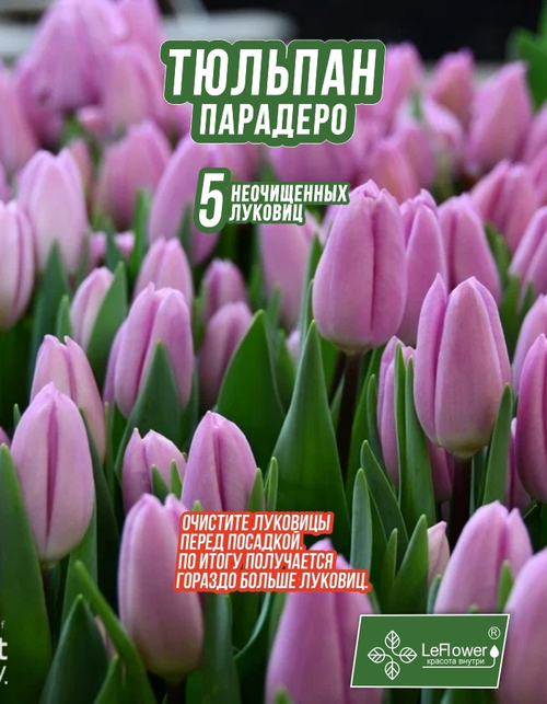 Тюльпан Луковица, Парадеро, 5+шт