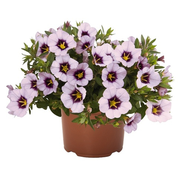 Калибрахоа Bloomtastis Lavender Quartz К10
