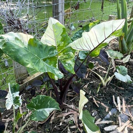 Алоказия BLACK STEM