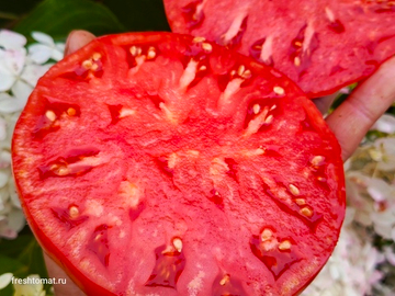 Шаолиньский великан сорт томата