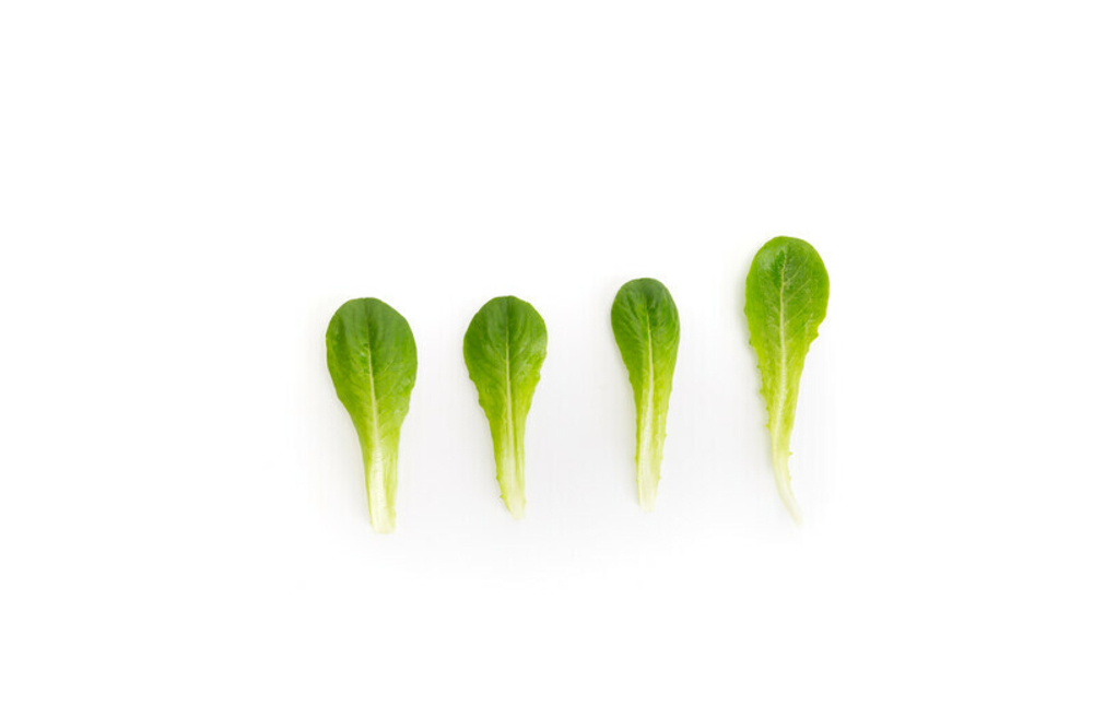 Дейволт семена салата бебилифа (Rijk Zwaan / Райк Цваан)