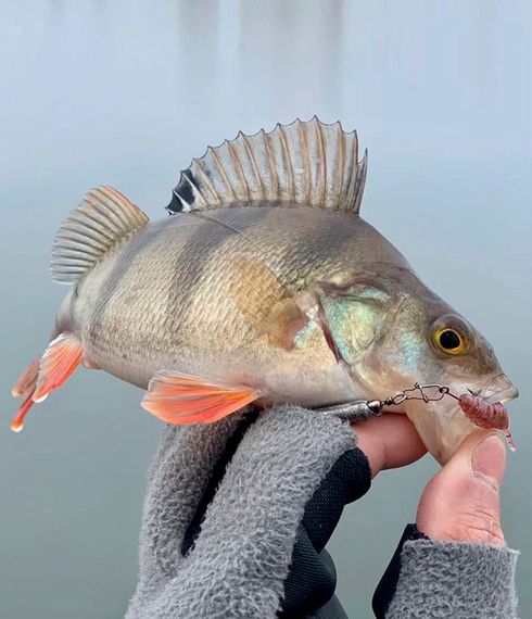 Слаги съедобные LJ Pro Series TRICK ULTRAWORM 1,4in (3,5 см), цв. S14, 12 шт.