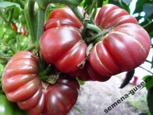 Помидоры Tim’s Black Ruffles