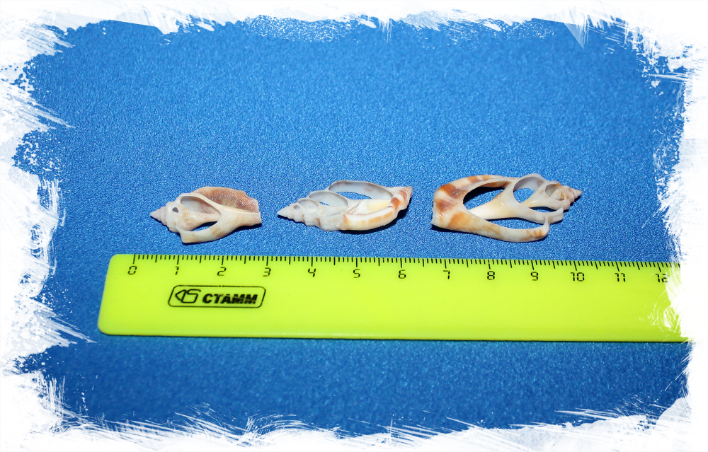 Морские ракушки для поделок, украшений