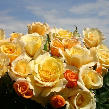 SUNNY SKY (Санни Скай)