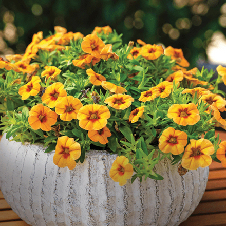 ЕВРО Calibrachoa CALIPETITE Sunset Orange неукор черенок ноябрь 2025