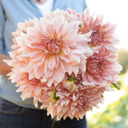 Георгин Fairway Pilot (корень) Закупка М55 апрель 2026