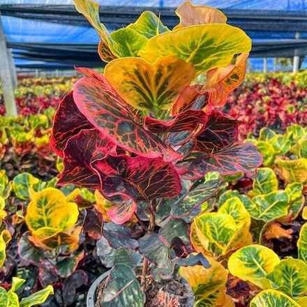 Кротон SEDTHEE HAT YAI