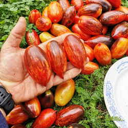 Помидоры - Гном Бой с Тенью