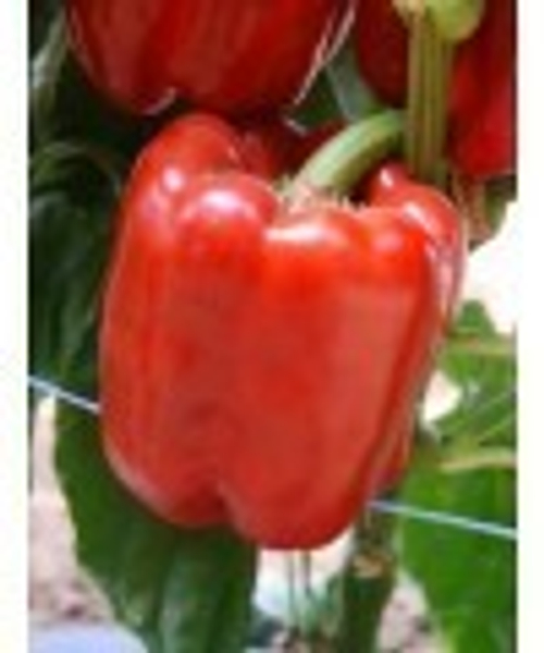 Перец сладкий Даймос F1