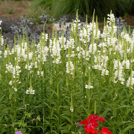 Физостегия виргинская Мисс Маннерс С2