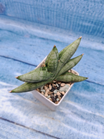 Sansevieria Artistic Fan (Сансевиерия)