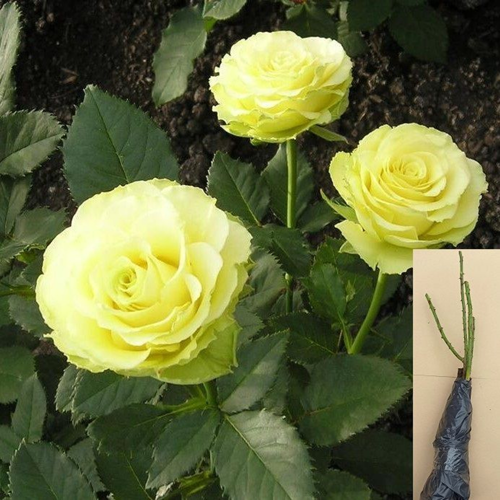 Роза Лимонад чайно-гибридная саженец с ОКС.