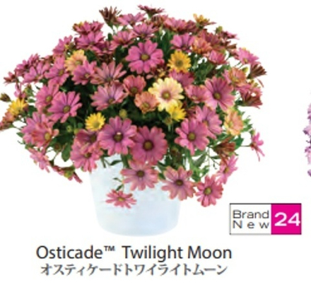 Остеоспермум ампельный Osticade Twilight Moon ОКС укорененный черенок 1-10 марта