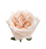 Вайт О’Хара (White O’Hara) — романтическая душистая роза