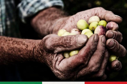 Оливковое масло BARBERA Extra Virgin D.O.P. Val di Mazara," CASTELLO di RESULTANO" , 750 мл Италия