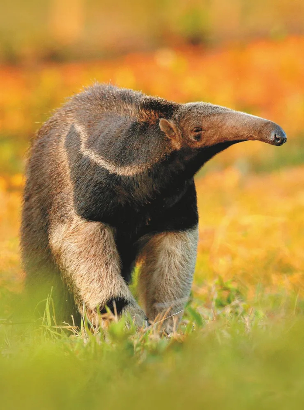 Большая книга о животных. 1001 фотография