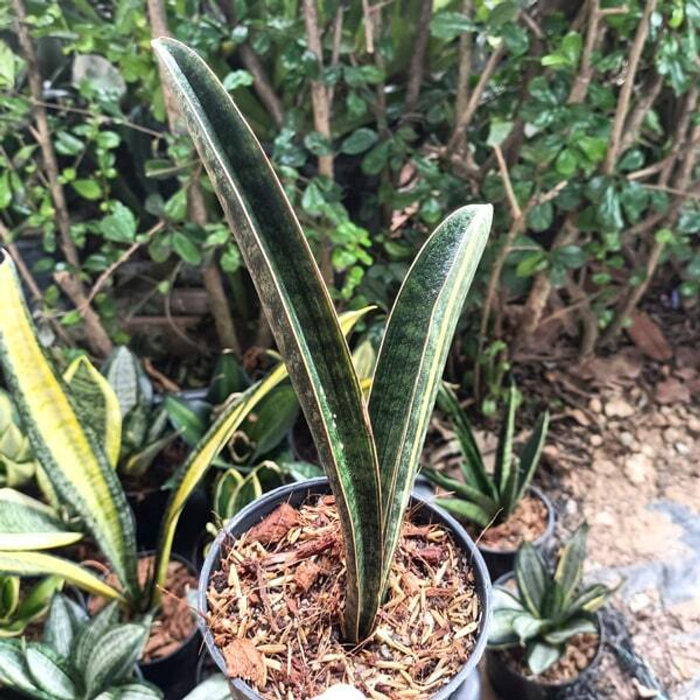 Сансевиерия BASEBALL VAR 1 LEAF