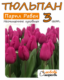 Тюльпан Луковица, Парпл Равен, 3+ шт