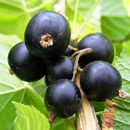 Смородина Гулливер черная