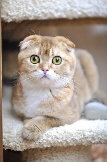 Дом для кошки И-18