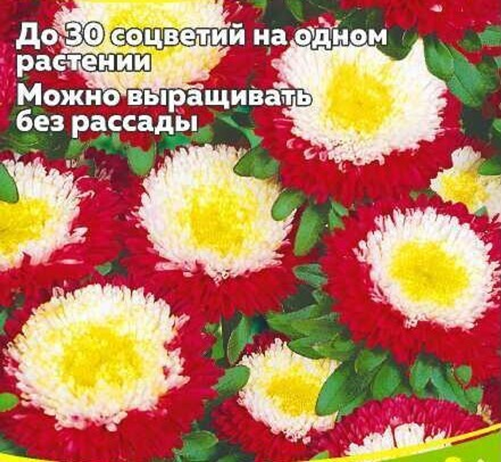 Астра помпонная Зимняя вишня