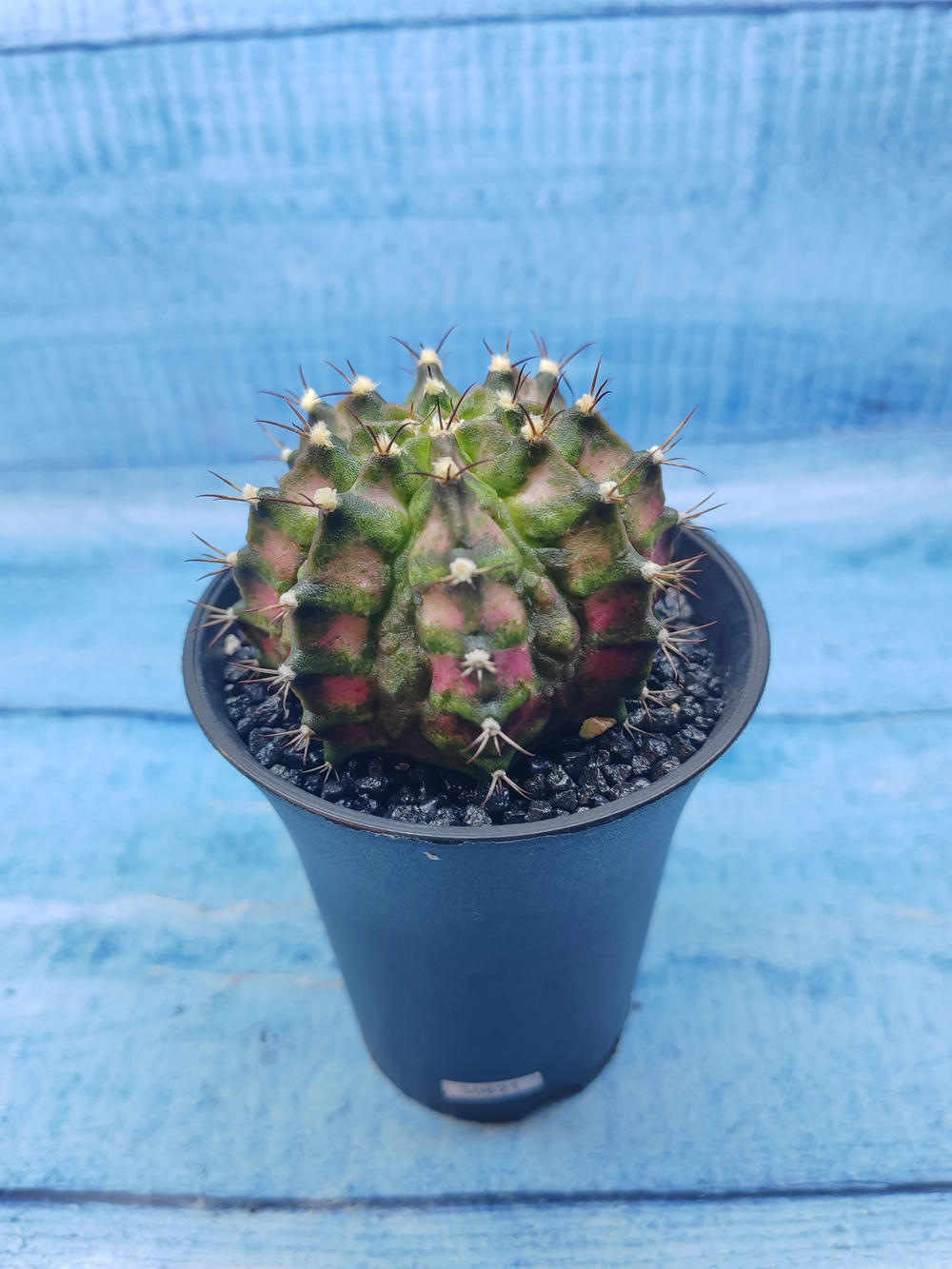 Gymnocalycium T-Rex Pink hybride (Гимнокалициум T-rex)