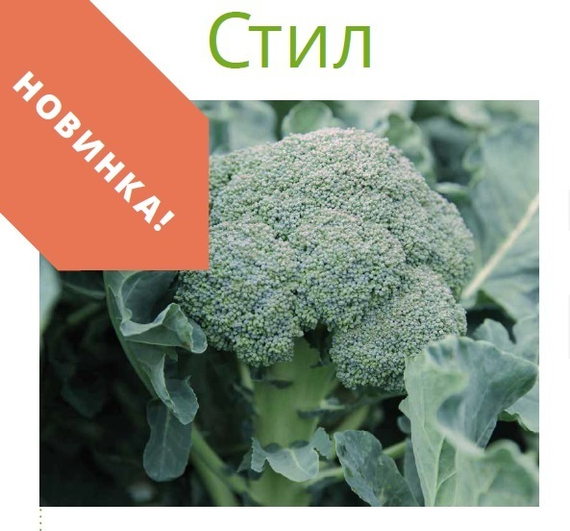 СТИЛ F1 семена капусты брокколи (Seminis | Alexagro) – фото 2
