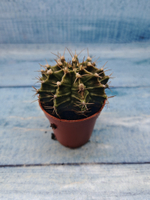 Gymnocalycium Friedrichii (Гимнокалициум)
