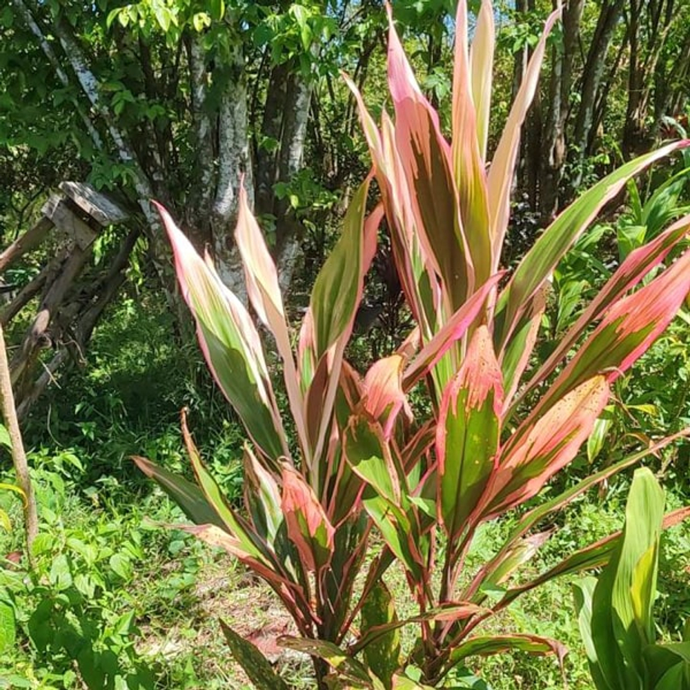 Кордилина VICTORIA