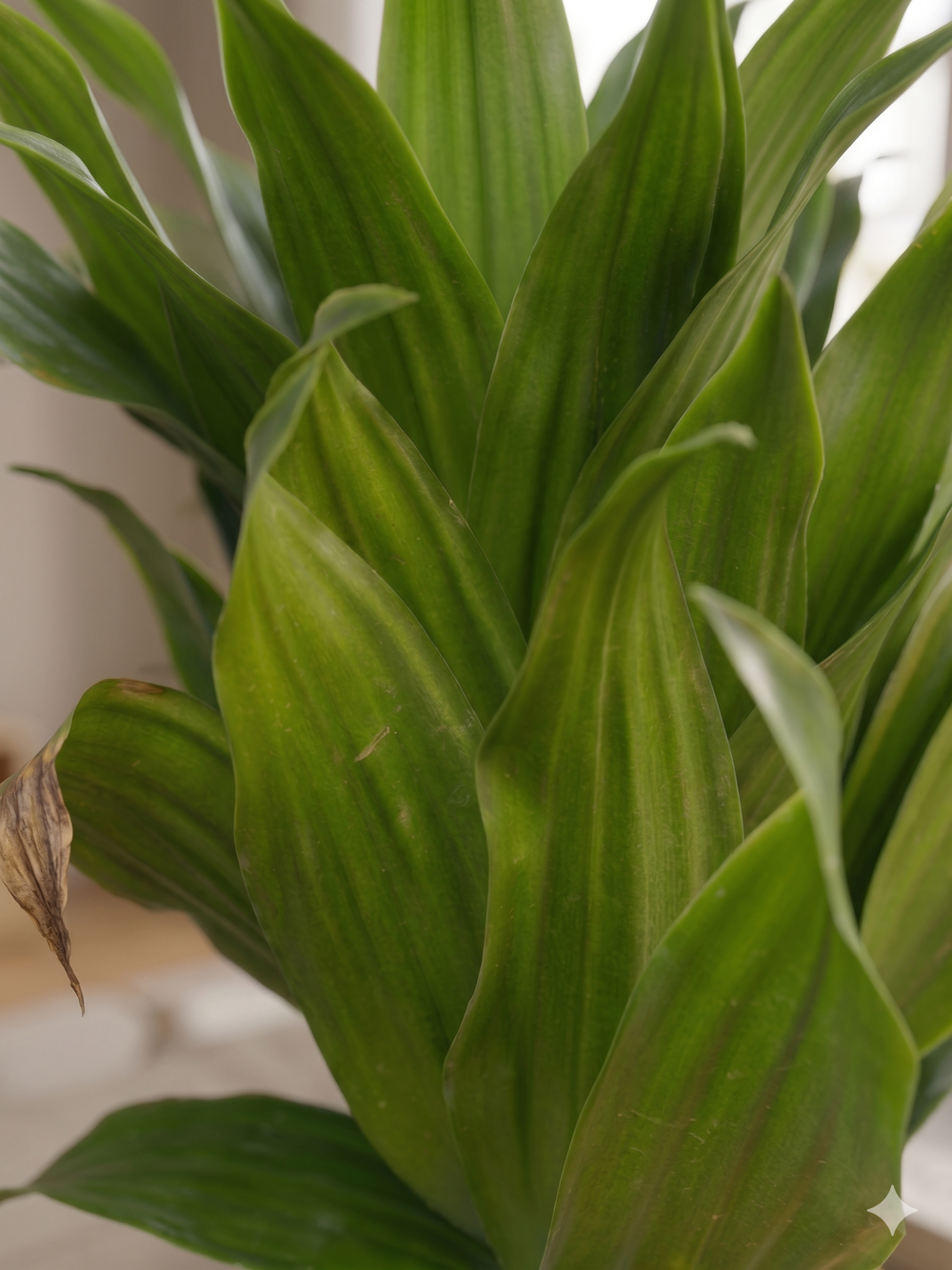 Драцена Sun God д. 11